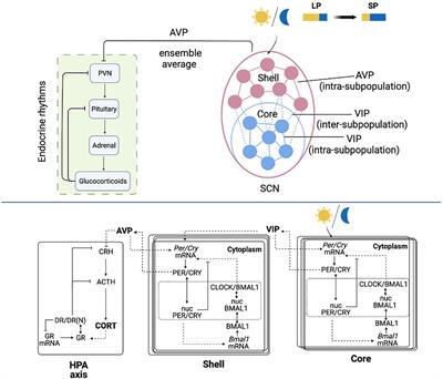 Light-induced synchronization of the SCN coupled oscillators and implications for entraining the HPA axis